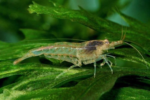 Продам креветок аквариумных