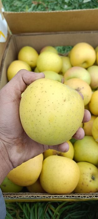 Продам яблоки золотой