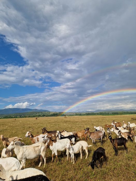 Capre metis anglo nubian de vânzare