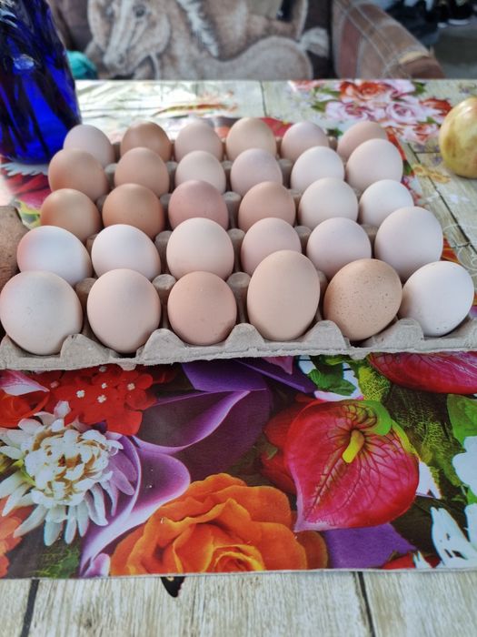 Oua proaspete de la găini de țară