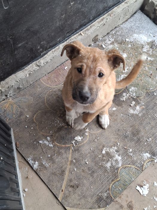 Помесь питбуля с алабаем