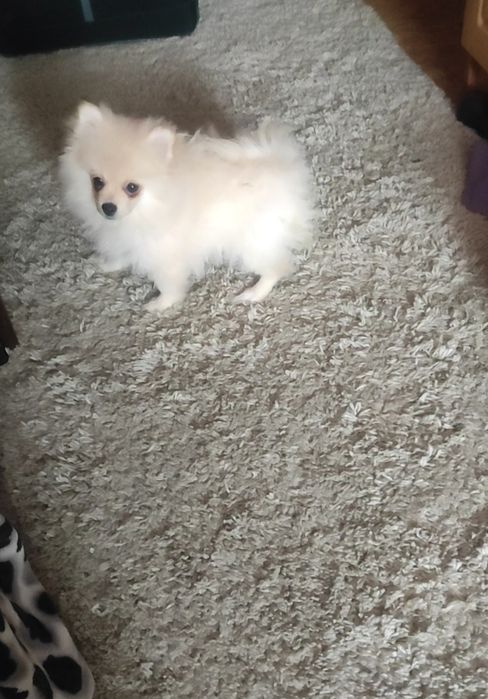 Продам щенка шпица девочку срочно