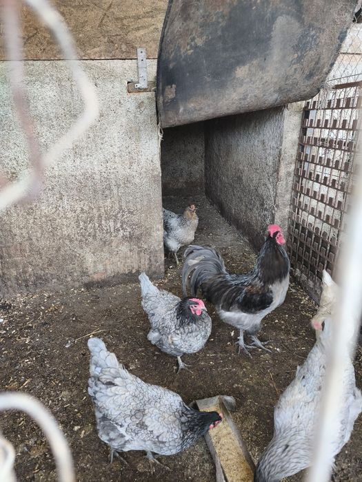 Vând 4 găini australorp albastru