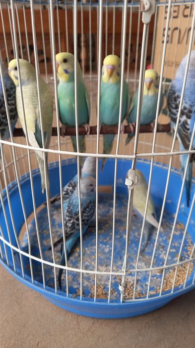 Радужныйлар  сотилади