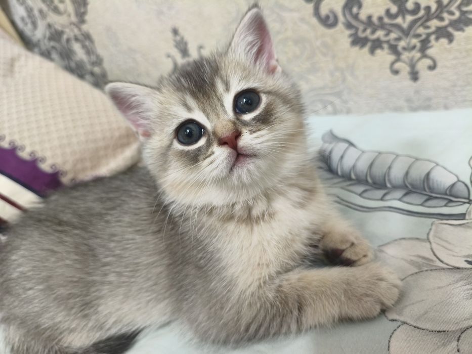 Продаётся котёнок шотландский  Scottish Straight  мальчик