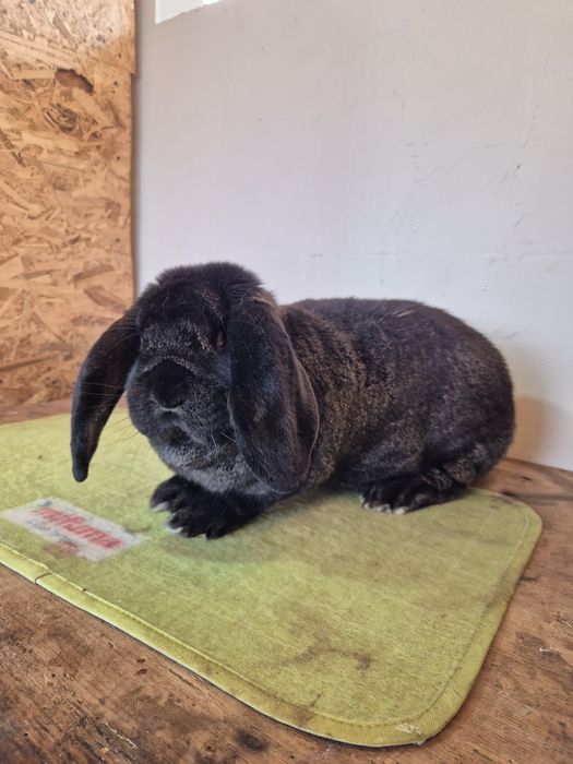 Femela Berbec German 96.5p