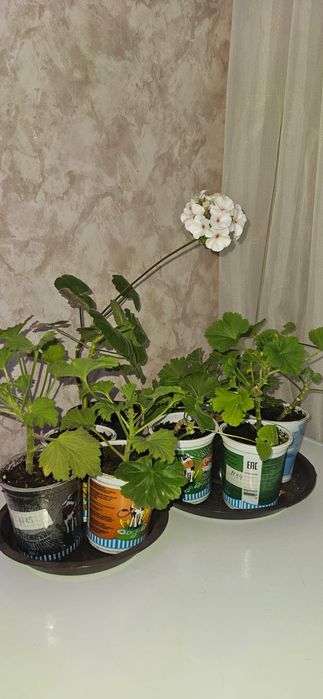 Цветы в Пришахтинске