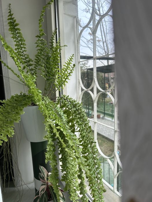 Продается комнатный цветок папоротник