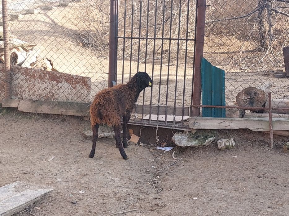 Еркек токты сатылады