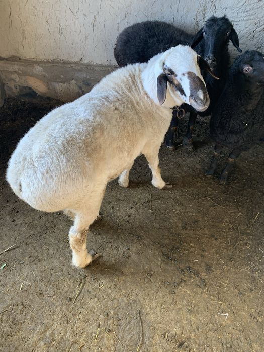 Кучкор сотилади/-)(;: