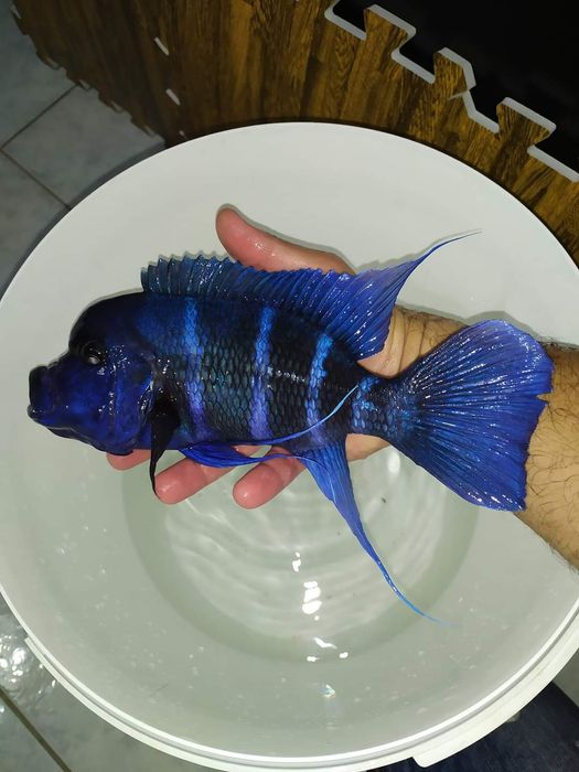 Gibberosa Blue Zair Frantoza Moba f1