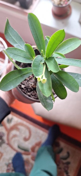 домашные горшочные цветы