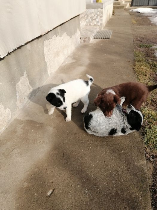 DONEZ căței metiș