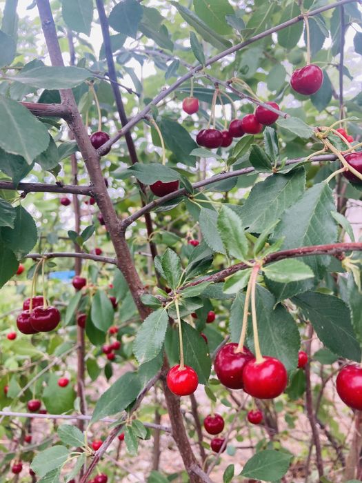 Продам земельный участок