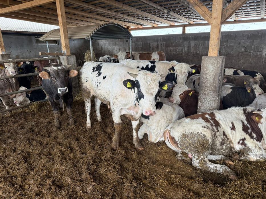 Tauri și vitele de vânzare