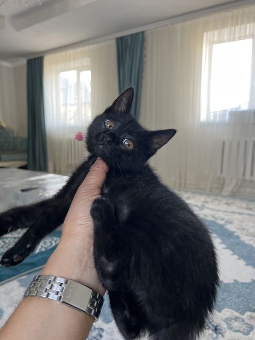 Отдам котенка мальчик