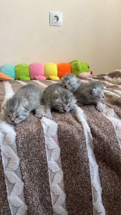 Продаються шикарные котята