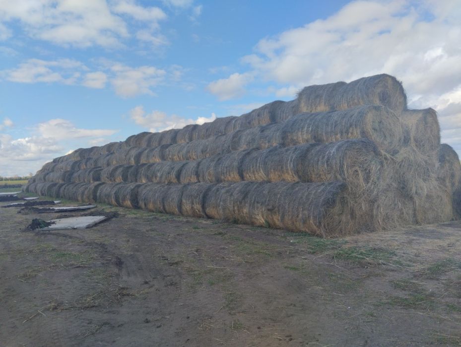 Продам сено луговое и жетняк