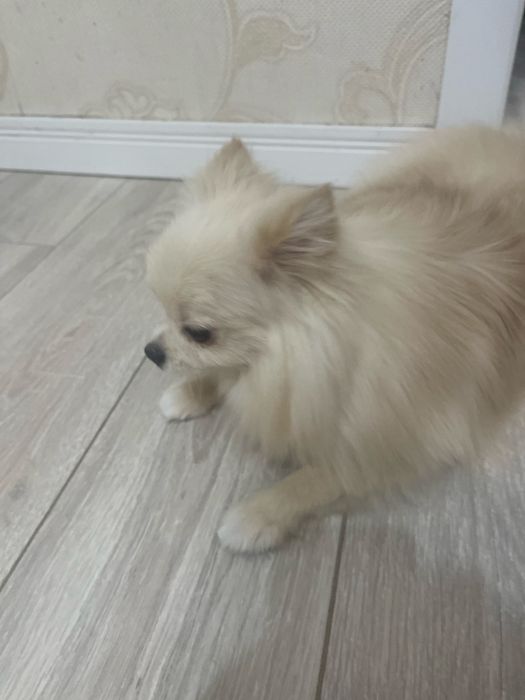 Мини шпиц девочка