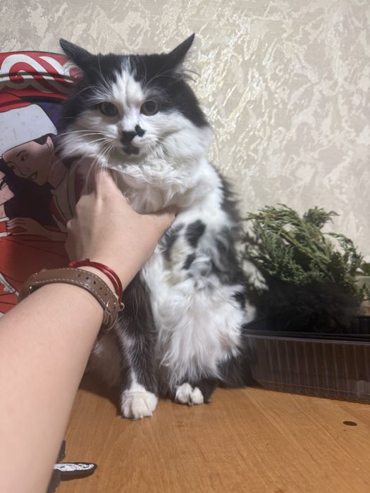 Отдам бесплатно котенка