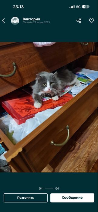 Пропал кот!!! Дети очень ждут друга