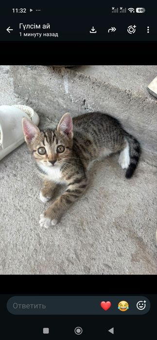 Животные. Котёнок.2 шт