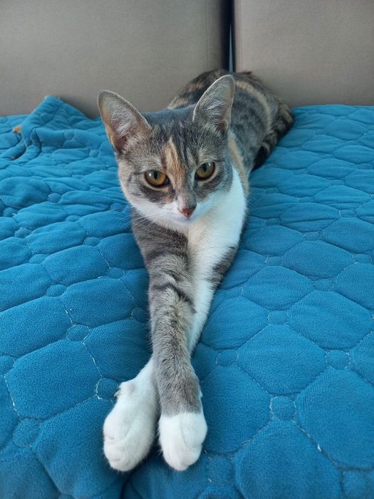 Требуется передежка кошки