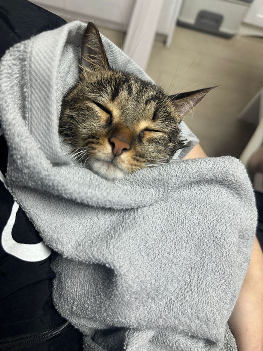 Груминг для домашних животных