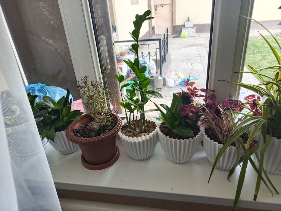 Домашние цветы оптом по 20-25тыс.