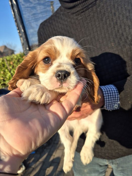Femela cavalier king charles spaniel
