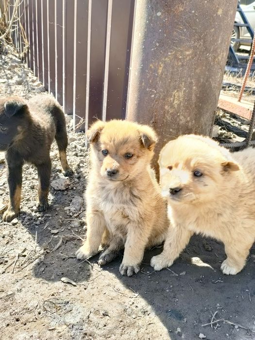 SOS. Срочно ищем хозяина.