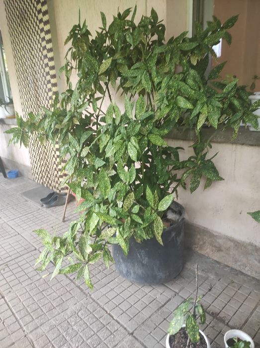 Аукуба, чашкодрян, салвия, делосперма и розмарин