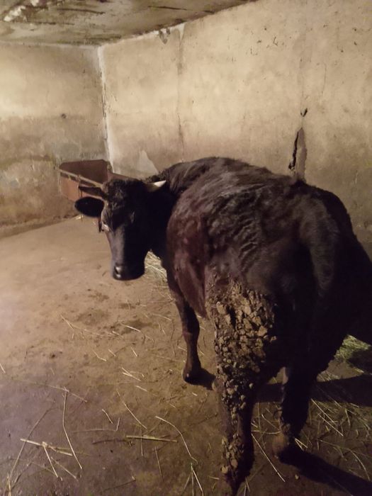 Продам жирную тёлку