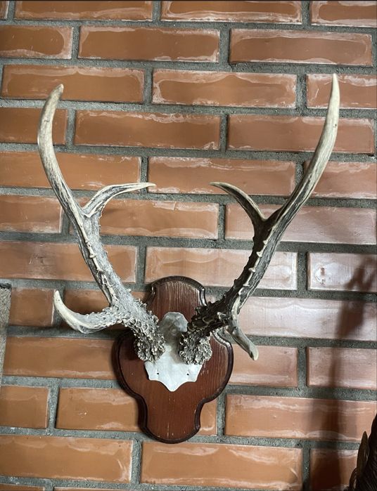 Продам декоративные рога