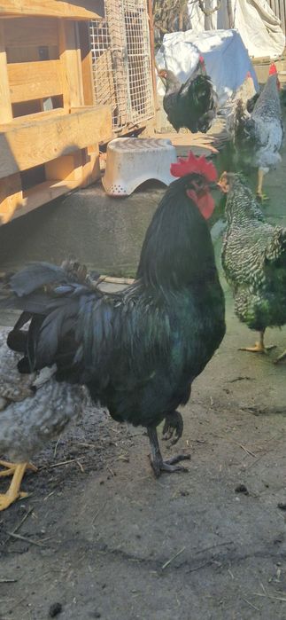 Cocoși Australorp negru