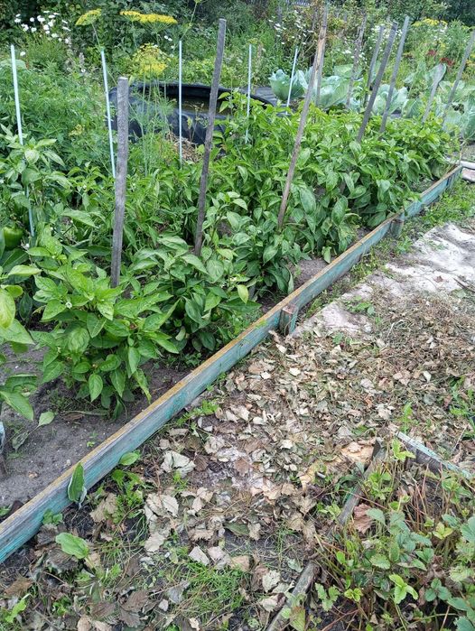 Срочно!!!Продам дачу в новопавловке