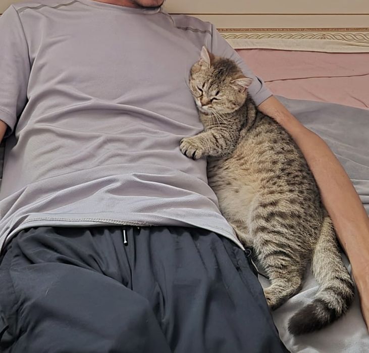 Отдам в добрые руки ласковую кошку
