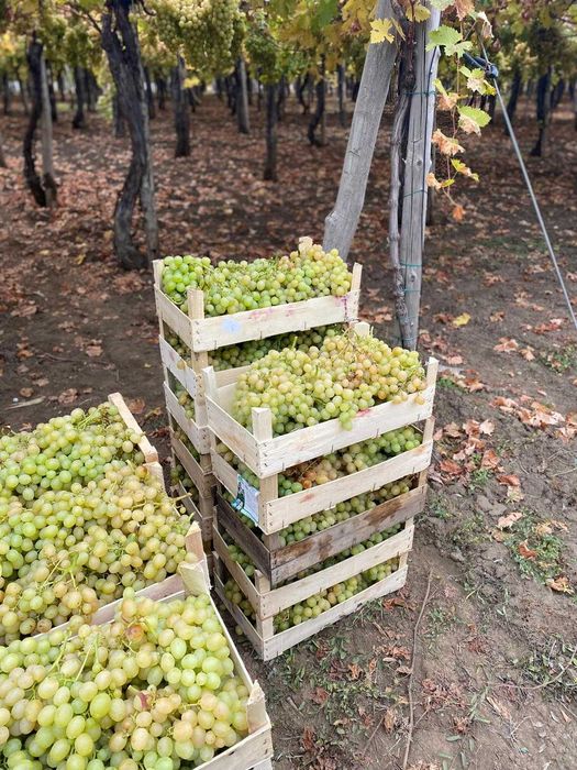 Struguri De Masa – Italia, Victoria, Tamina – Calitate Superioara