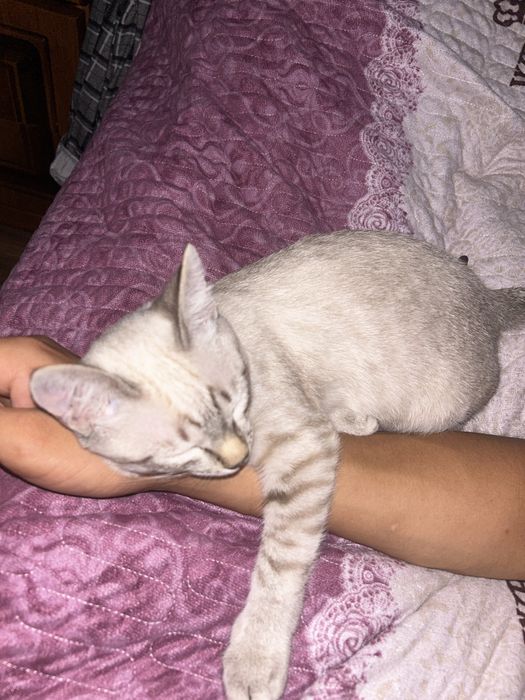 Домашний котенок