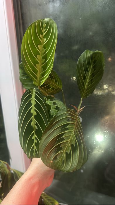 Комнатные цветы