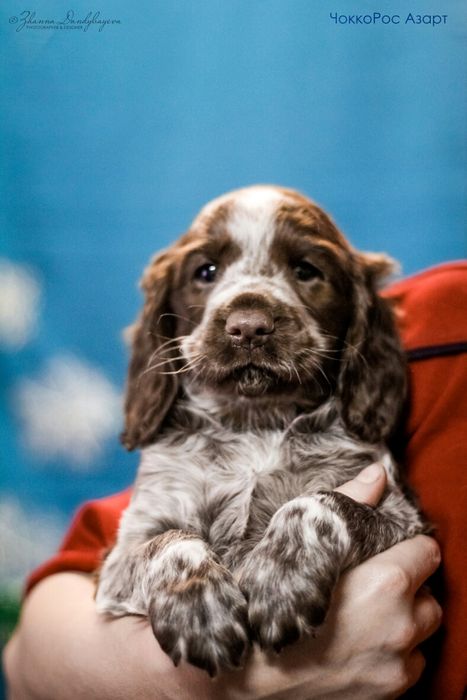 Щенки Спаниеля с родословной