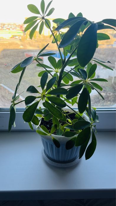 фикус доллар шефлера