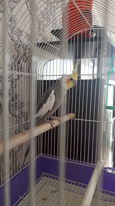 Продам попугая Корела ( мальчик)