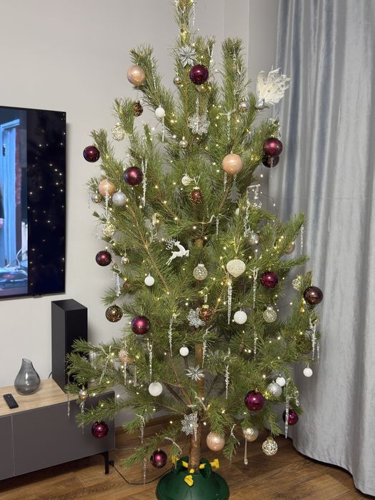 Сосна  живая / елка