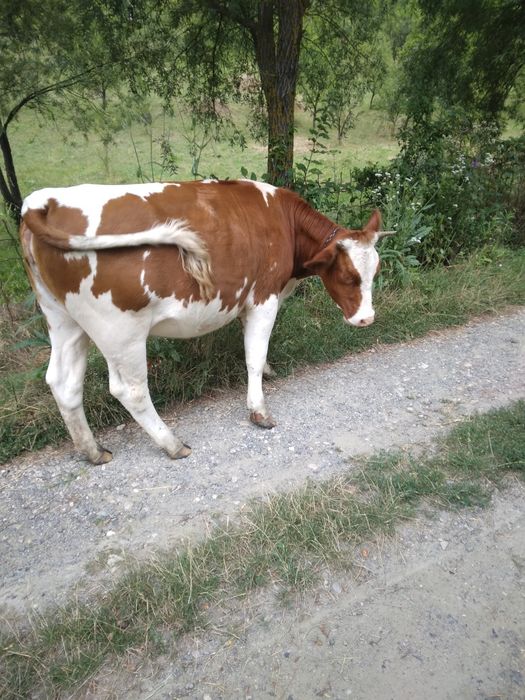 Vând vitel și vitea gestanta
