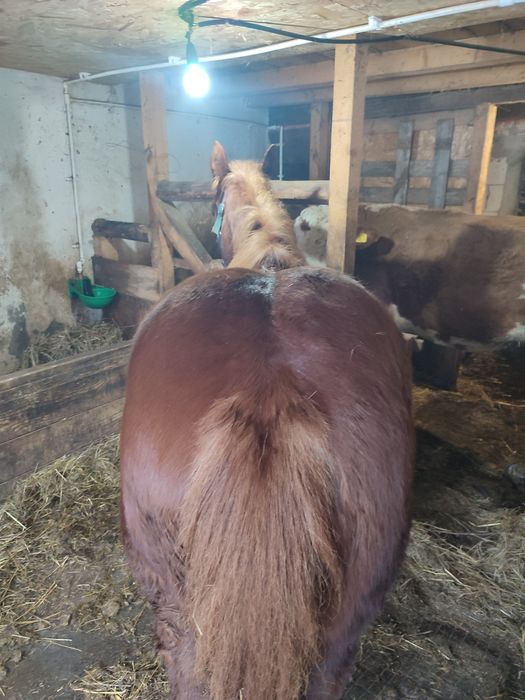 De vânzare manza de 1,7 luni și mânz de 7 luni