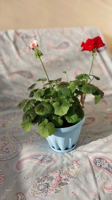 Продам комнатные цветы