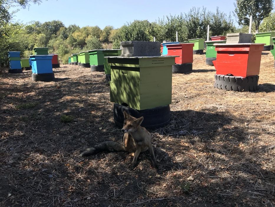 Продавам Манов мед!