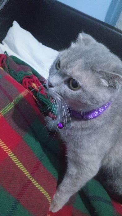 Веслаухая шотландец