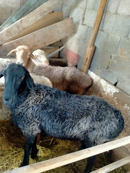 Семіз Қара көк сек сатылады